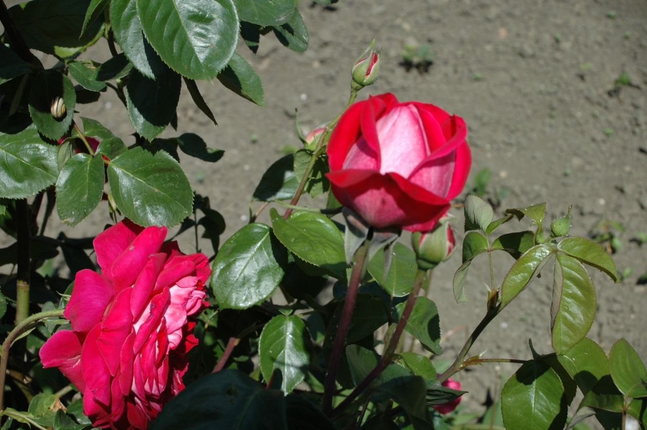 Cliquez droit et enregister l'image sous, la taille réelle de la photo de la fleur est 1280 x 851